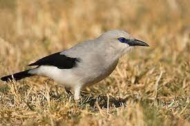 Ethiopian Bushcrow
