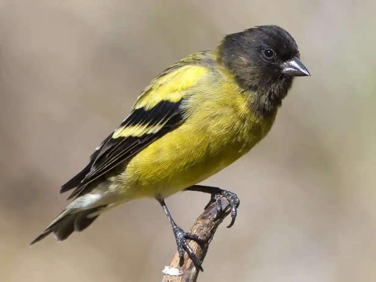 Ethiopian Siskin