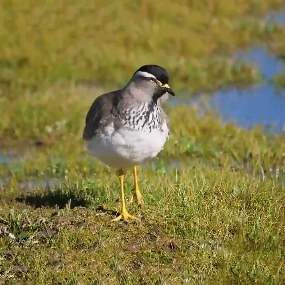 Spot-breasted Plover
