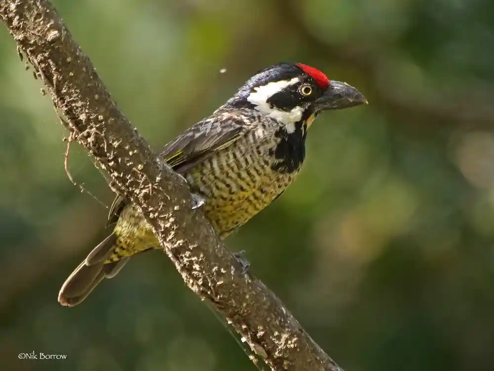 Banded Barbet