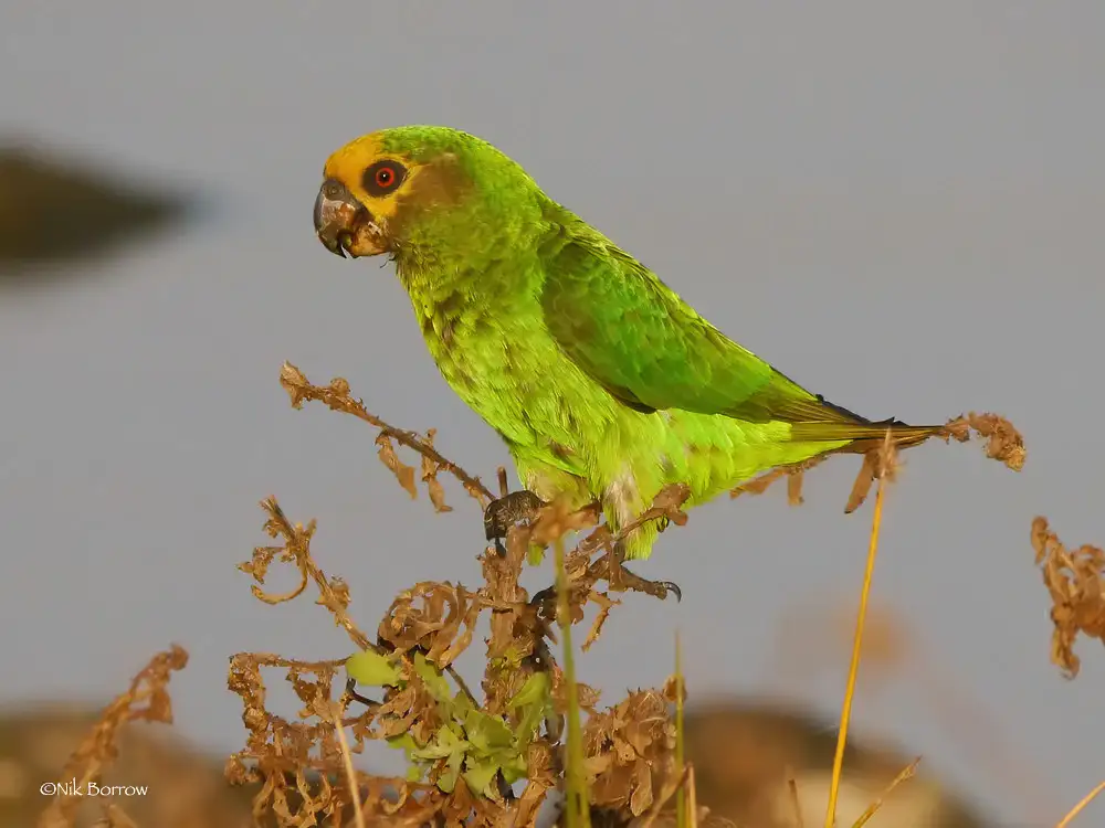 Yellow-fronted Parrot