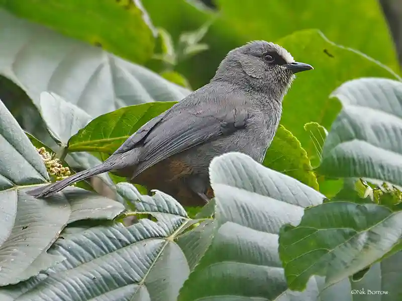 Abyssinian Catbird
