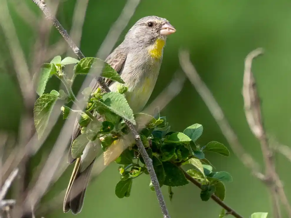 Yellow-throated Seedeater