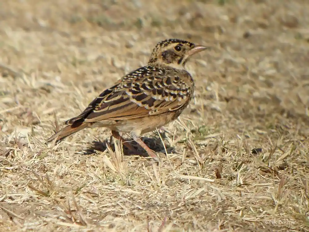 Erlanger's Lark