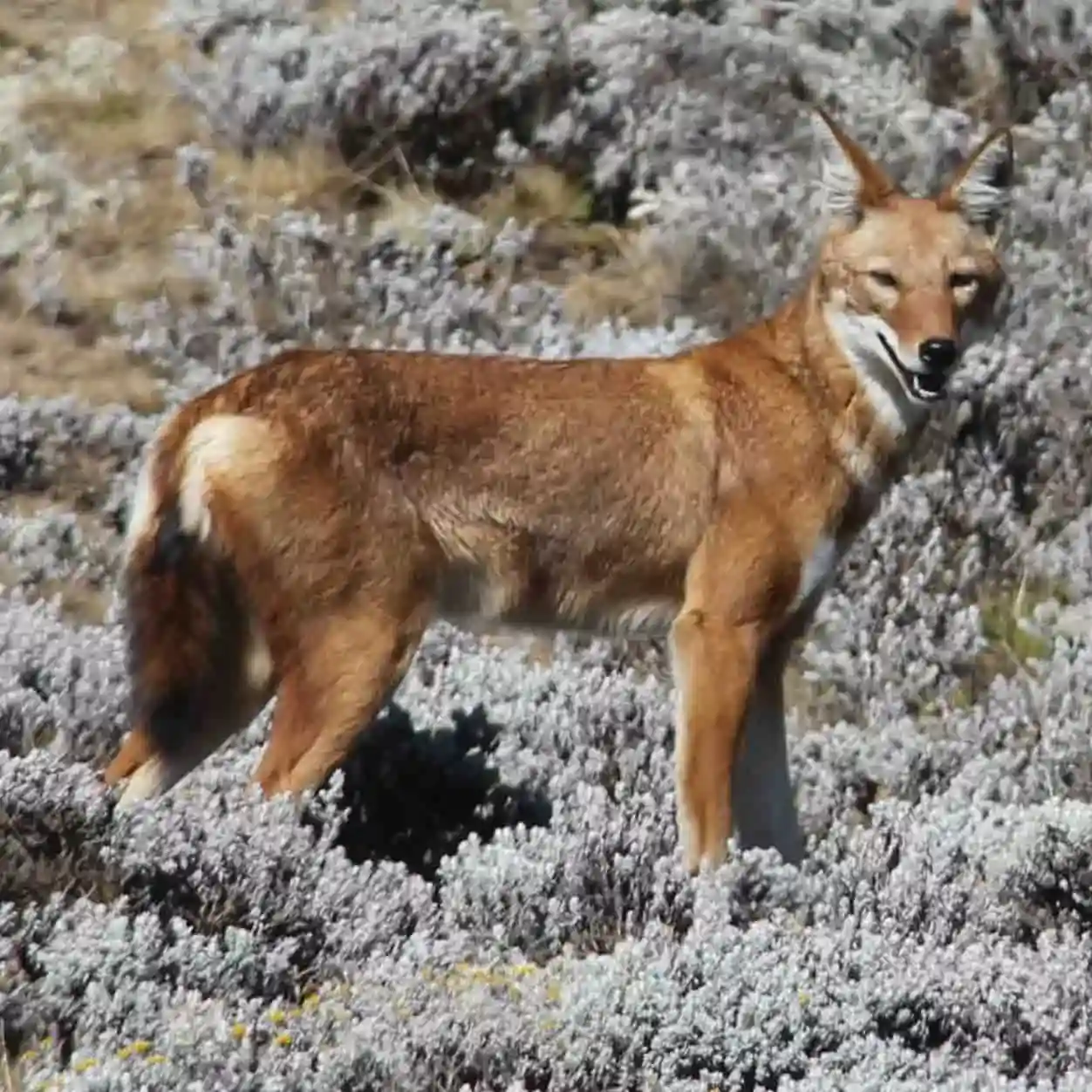 Ethiopian Wolf - Canis simensis