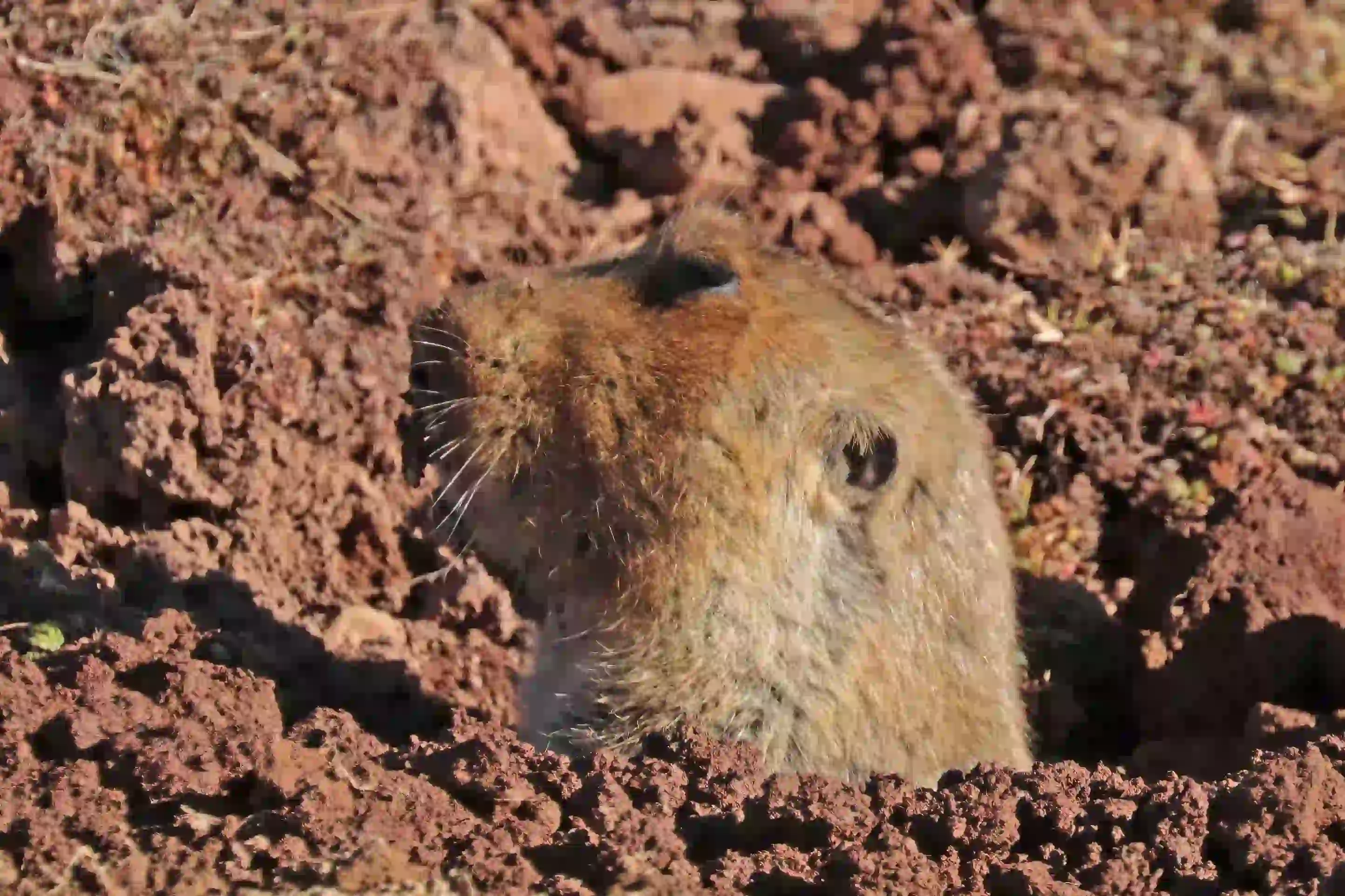 Big-Headed Mole-Rat - Tachyoryctes macro