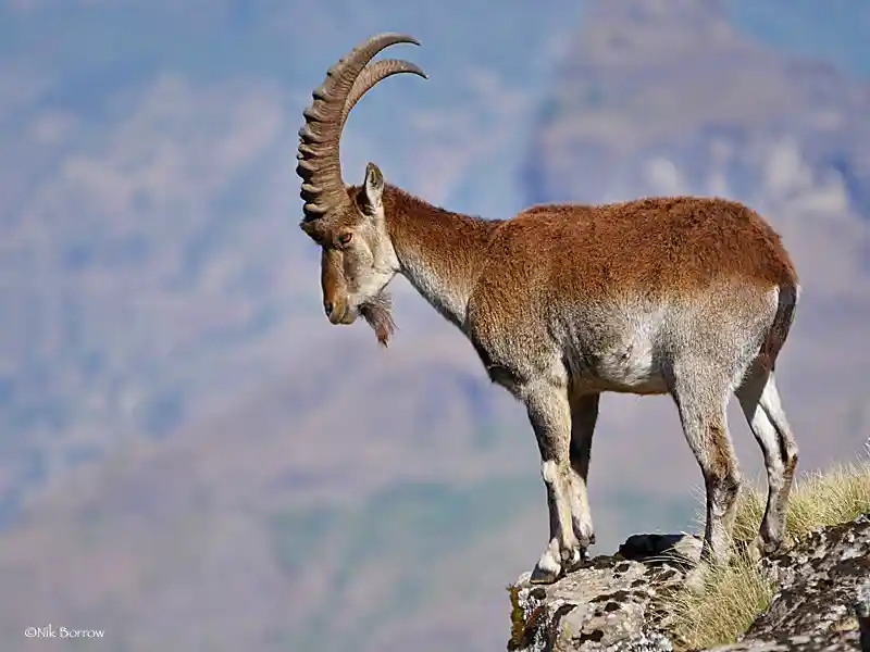 Walia Ibex - Capra walie