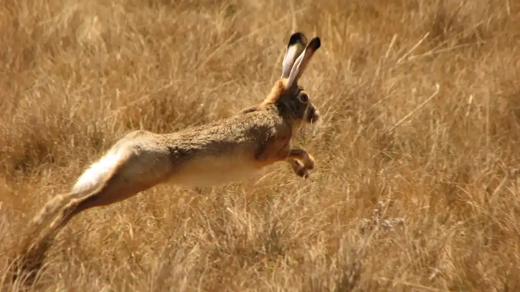 Ethiopian hare - Lepus fagani