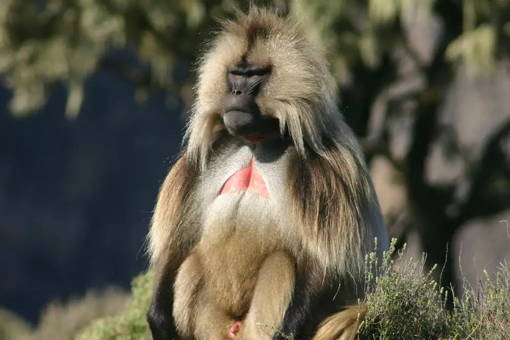 Gelada Baboon - Theropithecus gelada