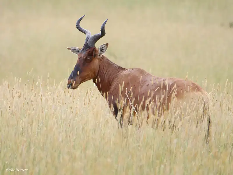 Swayne's Hartebeest