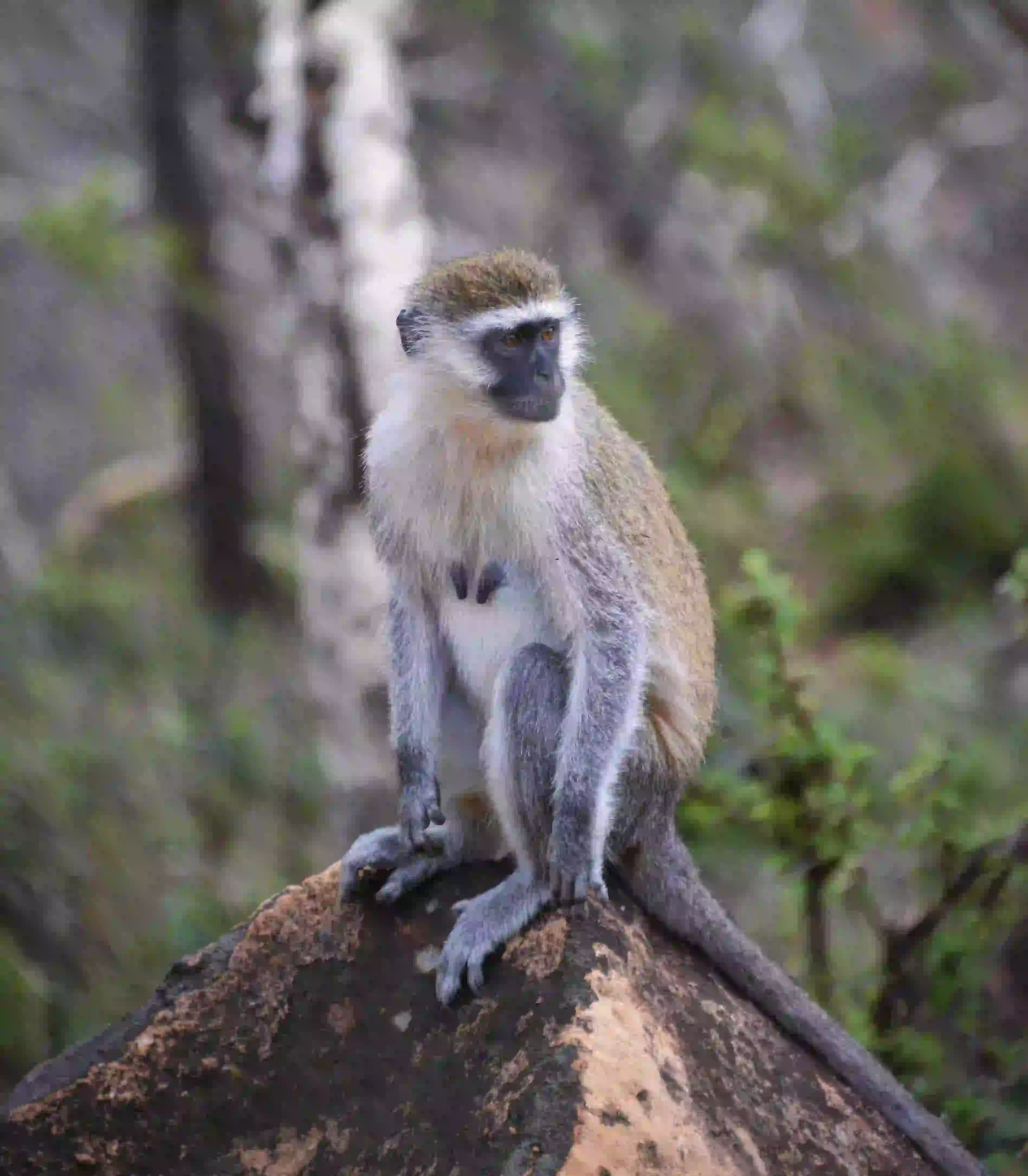 Bale Mountain Vervet