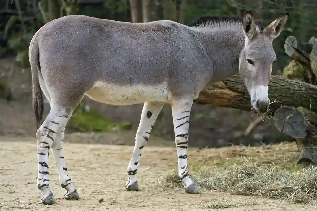 Somali Wild Donkey