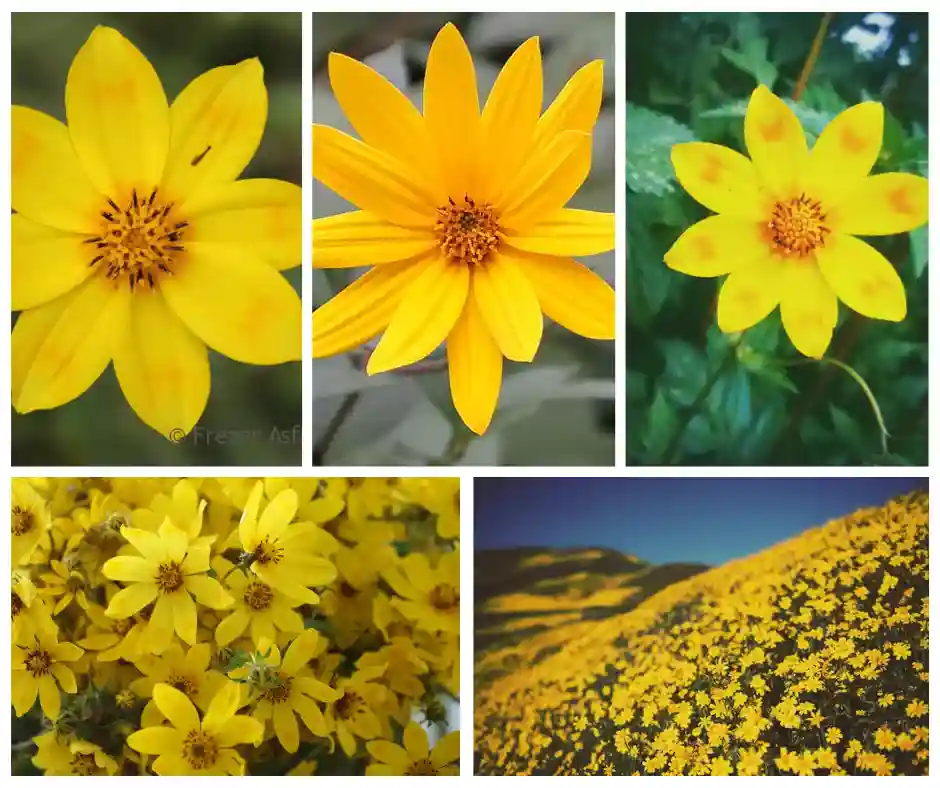 Adey Abeba - Enkutatash